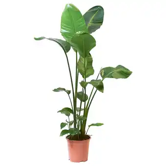 IKEA Strelitzia Pflanze, Strelitzie, 27 cm Angebot