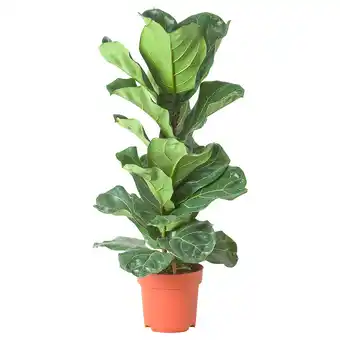 IKEA Ficus lyrata Pflanze, Geigenfeige, 21 cm Angebot