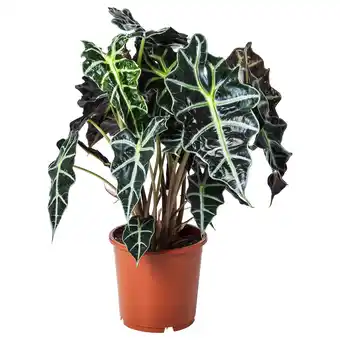 IKEA Alocasia amazonica Pflanze, Elefantenohr, 17 cm Angebot