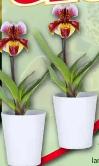 Norma Orchidee frauenschuh paphiopedilum Angebot