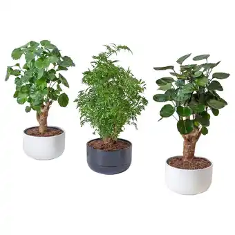 IKEA Polyscias pflanze mit übertopf, bonsai/versch. farben, 14 cm Angebot