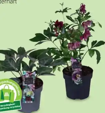 Hofer Schneerose Angebot