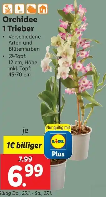 Lidl Orchidee 1 Trieber Angebot