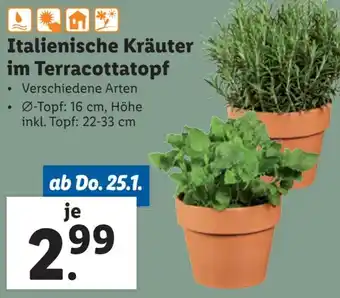 Lidl Italienische Kräuter im Terracottatopf Angebot
