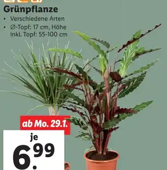 Lidl Grünpflanze Angebot