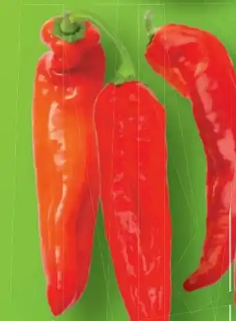 Lidl Spitzpaprika Angebot