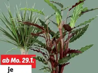 Lidl Grünpflanzen Angebot