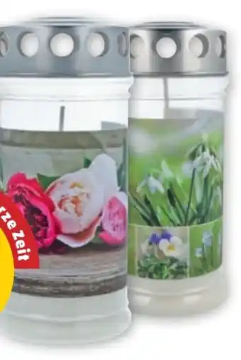 PENNY Premium 4-tage-grablicht Angebot