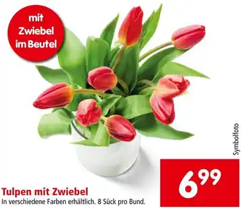 Interspar Tulpen mit Zwiebel Angebot
