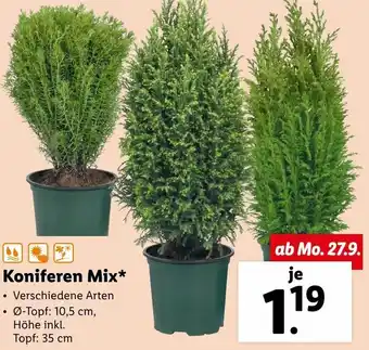 Lidl Koniferen Mix Angebot