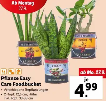 Lidl Pflanze Easy Care Foodbucket Angebot