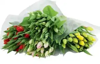 Metro Tulpen Angebot