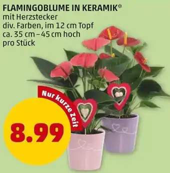 PENNY FLAMINGOBLUME IN KERAMIK Angebot