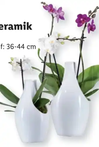 Lidl Orchidee Angebot