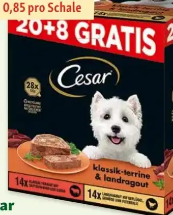 Fressnapf Hundenahrung Angebot