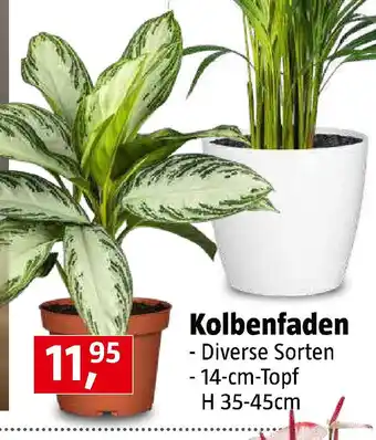 Bauhaus Kolbenfaden Angebot