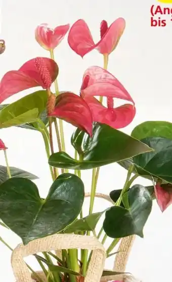 Eurospar Anthurien Angebot