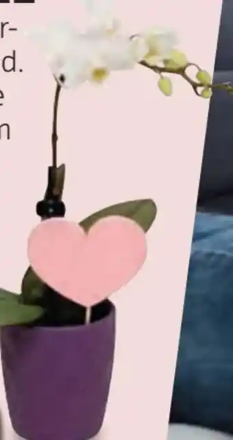 Hofer Mini-Orchidee Angebot