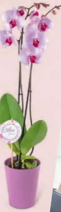 Hofer Orchidee 2-Trieber Angebot