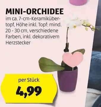 Hofer MINI-ORCHIDEE Angebot