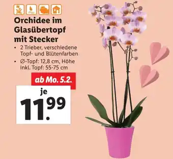 Lidl Orchidee im Glasübertopf mit Stecker Angebot