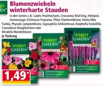 Norma Blumenzwiebeln winterharte Stauden Angebot