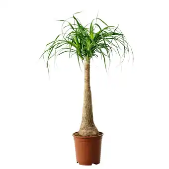 IKEA Beaucarnea recurvata Pflanze, 24 cm Angebot