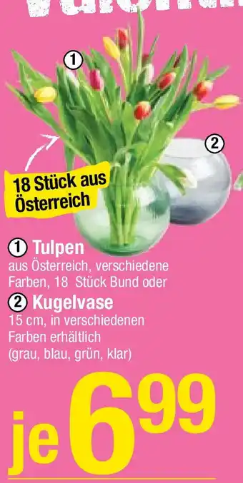 Maximarkt Tulpen Angebot