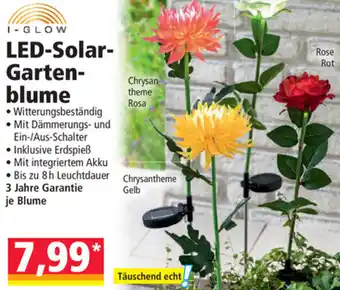 Norma Led-Solar Garten Blume Angebot