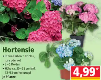 Norma Hortensie 30-35 cm Angebot