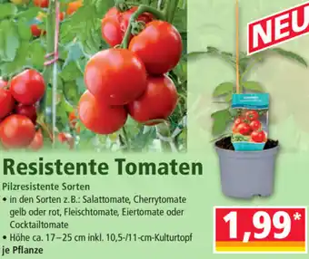 Norma Resisitente Tomaten Angebot