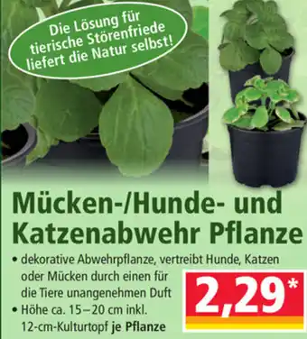 Norma Mücken Hunde Und Katzenabwehr Pflanze 15-20cm Angebot