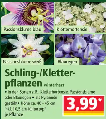 Norma Schling Kletter Pflanzen 40-45 cm Angebot