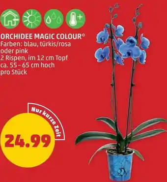 PENNY ORCHIDEE MAGIC COLOUR Angebot