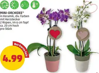 PENNY MINI-ORCHIDEE Angebot