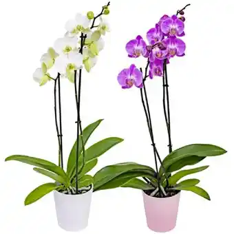PENNY Orchidee Phalaenopsis in Keramik Penny 1 Stück Angebot