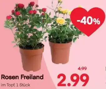 MPreis Rosen Freiland Angebot