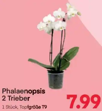MPreis Phalaenopsis 2 Trieber Angebot