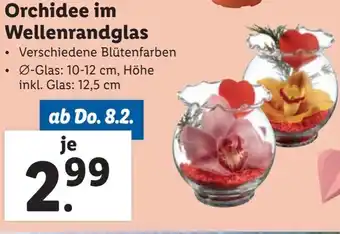 Lidl Orchidee im Wellenrandglas Angebot