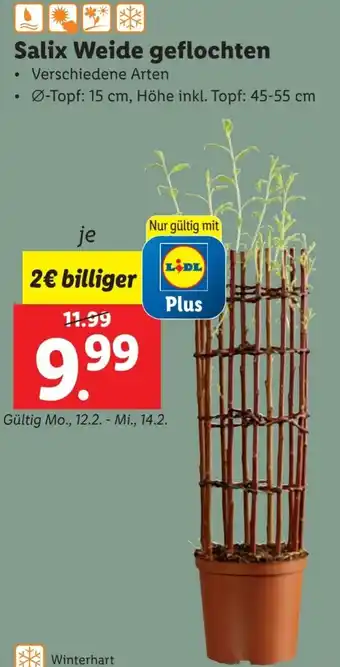 Lidl Salix Weide geflochten Angebot