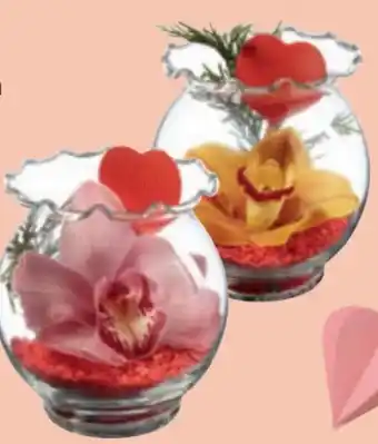 Lidl Orchidee Angebot