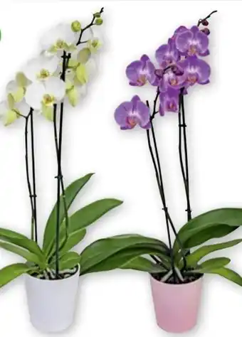 PENNY Orchideen Phalaenopsis Angebot