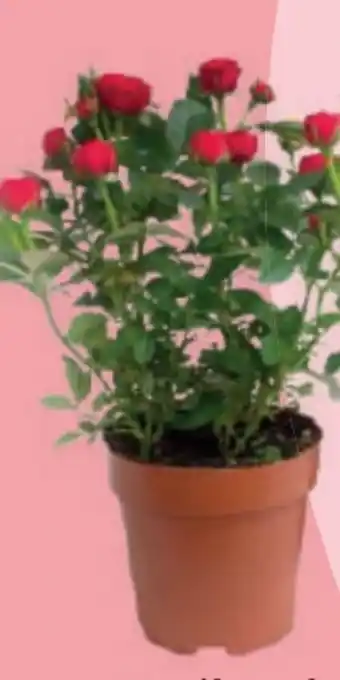 MPreis Rosen Angebot