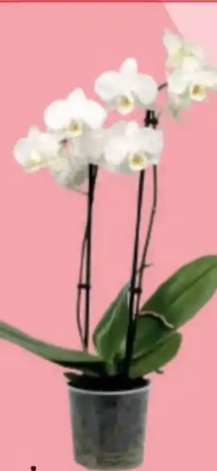 MPreis Phalaenopsis Angebot