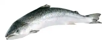Transgourmet Lachs Angebot