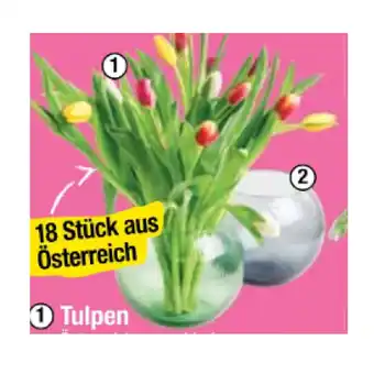 Maximarkt Tulpen verschiedene Farben oder Kugelvase Maximarkt 1 Stück Angebot