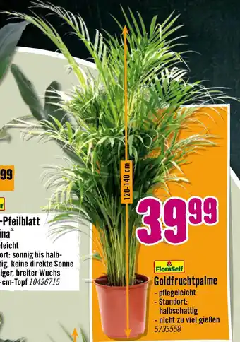 Hornbach Goldfruchtpalme Angebot