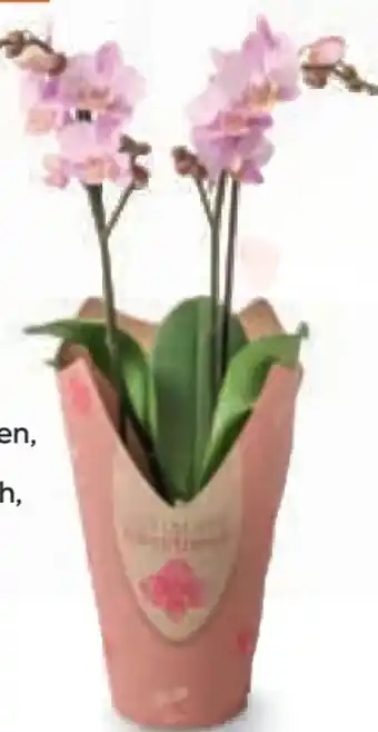 Billa Orchidee Multiflora Angebot