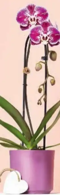 Billa Orchidee Cascade Angebot