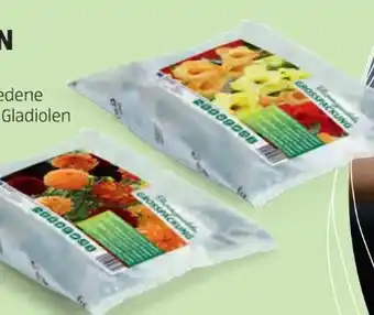 Hofer Blumenzwiebeln Sommerblüher Angebot
